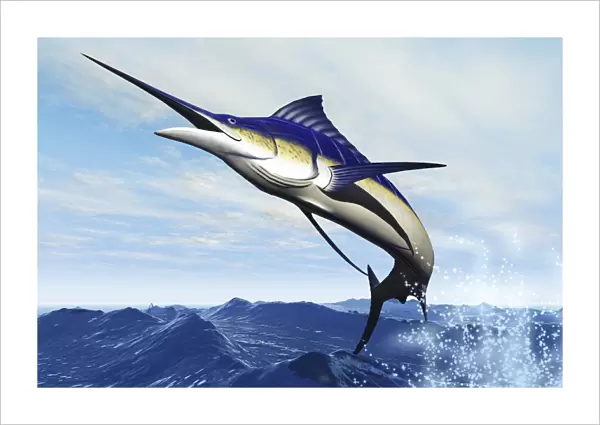 A sleek blue marlin bursts from the ocean surface in a grand leap