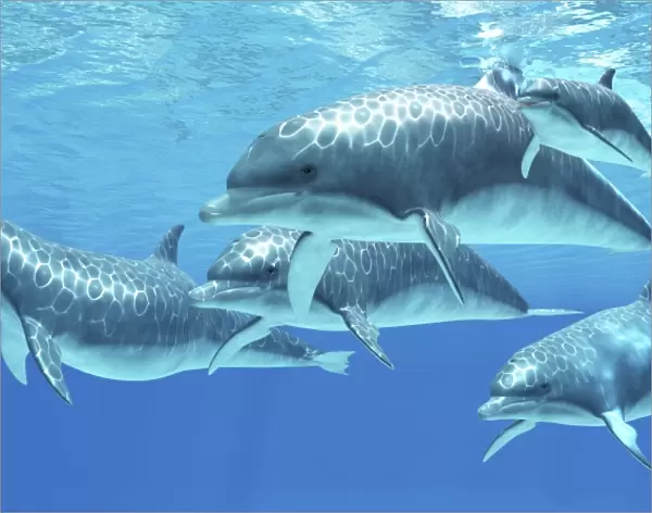 Group of bottlenose dolphins foraging the ocean