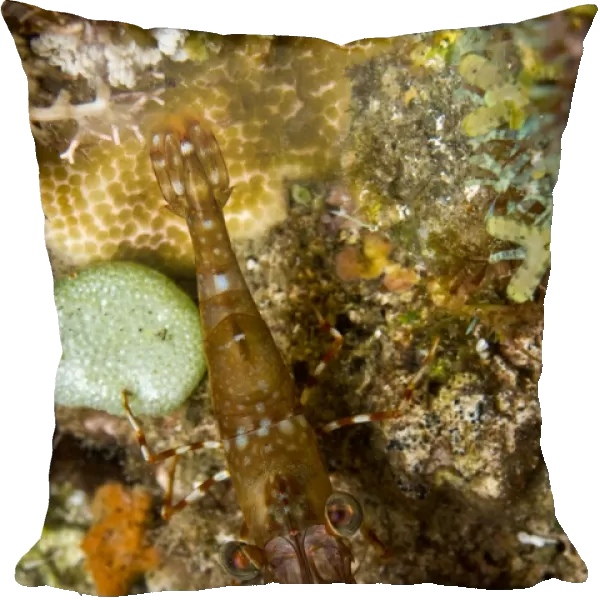 Brown shrimp blending in the background, Komodo, Indonesia