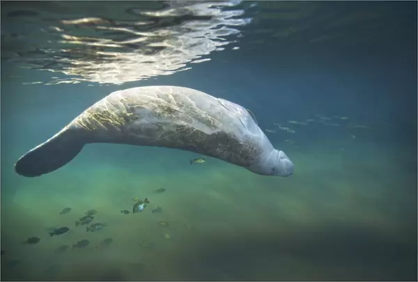 A West Indian manatee rolls over upside down