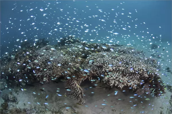 Damselfish swim above corals in Komodo National Park, Indonesia