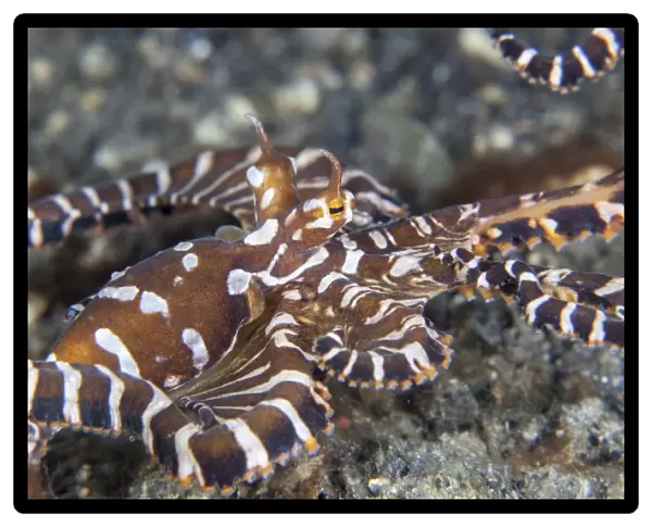 A wonderpus octopus crawls across a sand slope