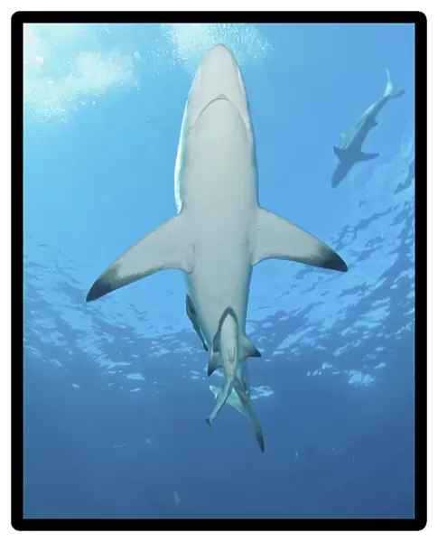 Oceanic blacktip shark with remora in the waters of Aliwal Shoal, South Africa