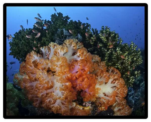 A beautiful cluster of soft coral colonies on a coral reef in Indonesia