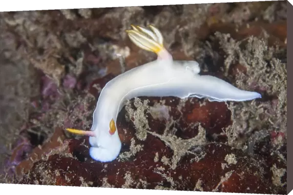A beautiful nudibranch crawls across a reef in Indonesia
