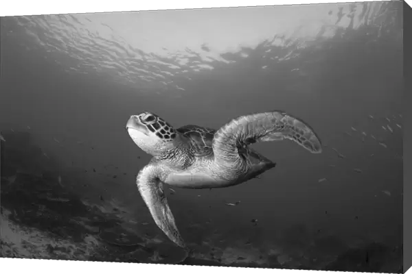 A green turtle swimming in Komodo National Park, Indonesia