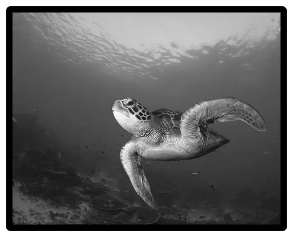 A green turtle swimming in Komodo National Park, Indonesia