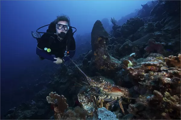 Scuba diver and a common spiny lobster