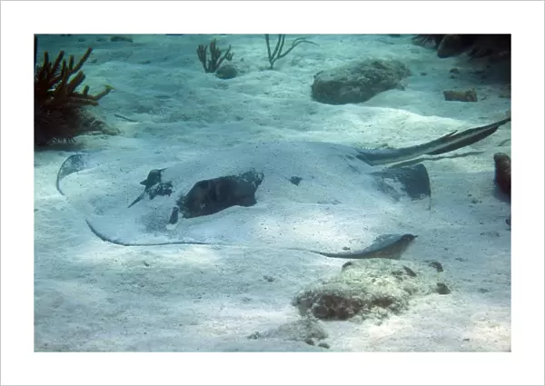 A large Southern Stingray covered in sand, Key Largo, Florida