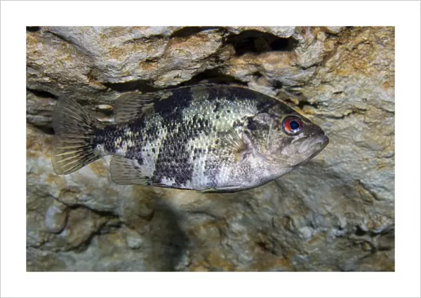 A Shadow Bass hovers motionless at the top of the Morrison Springs cavern
