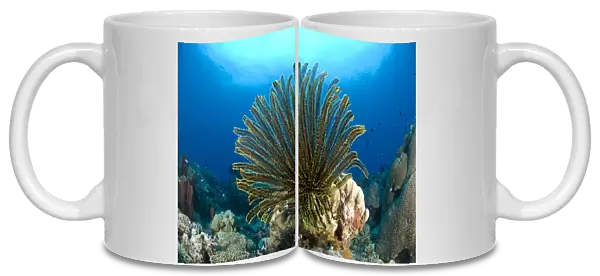 A feather star with arms extended, Papua New Guinea