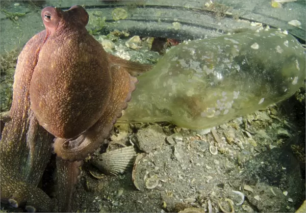 Common octopus protects a bottle inside the remnants of a tire in West Palm Beach