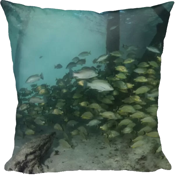 School of grunt fish beneath a pier on Turneffe Atoll, Belize