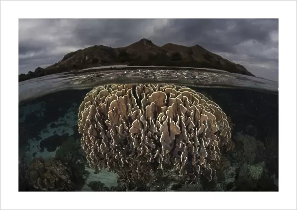 Fragile corals grow in Komodo National Park, Indonesia