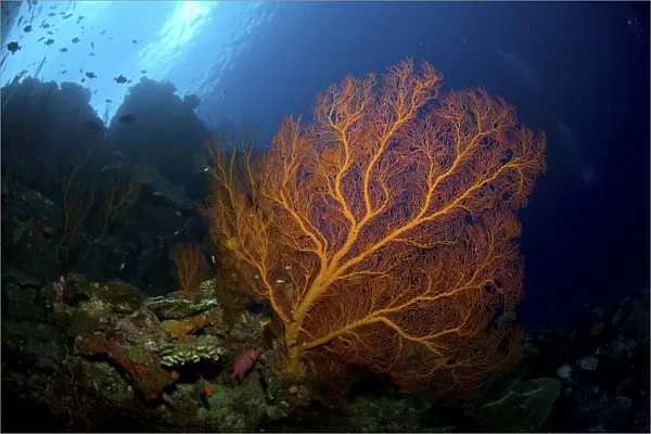 Orange sea fan, Christmas Island, Australia