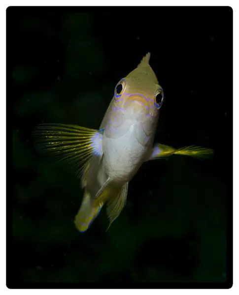 Front view of a Golden damselfish