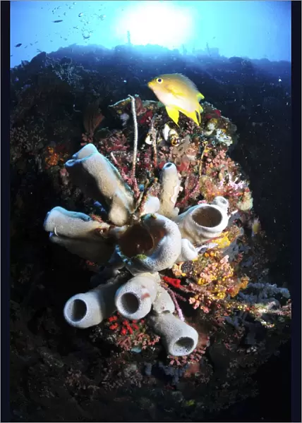 Colorful reef with grey tube sponges and golden damselfish