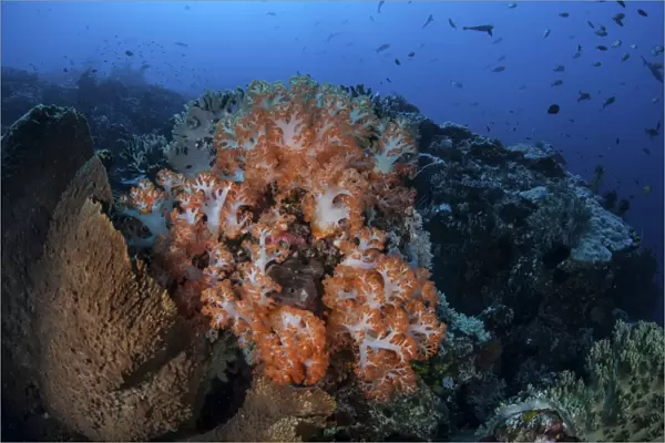 Beautiful orange soft corals on a current-swept reef in Indonesia