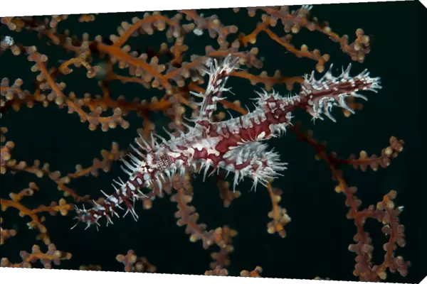 Red and white ornate harlequin ghost pipefish