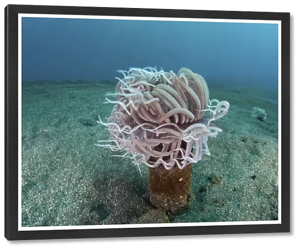 A tube anemone grows on a sandy seafloor in Indonesia