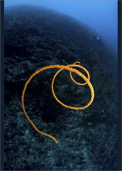 Spiralling orange sea whip, North Sulawesi, Indonesia