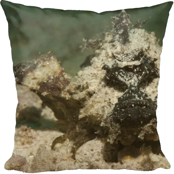 Devil scorpionfish, head on view on white sand