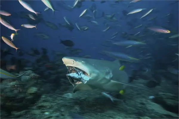 Lemon Shark chomps down on a large tuna head, Fiji
