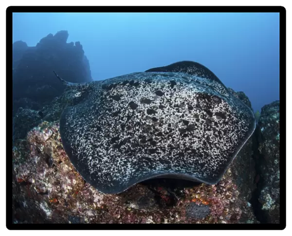 A large black-blotched stingray swims over the rocky seafloor