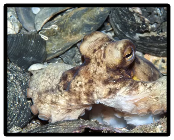 Atlantic Octopus in shell debris on ocean floor, North Carolina