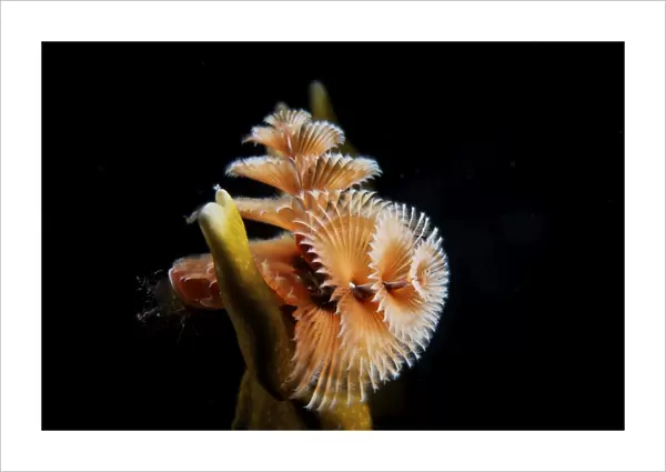 Christmas Tree Worm in fire coral