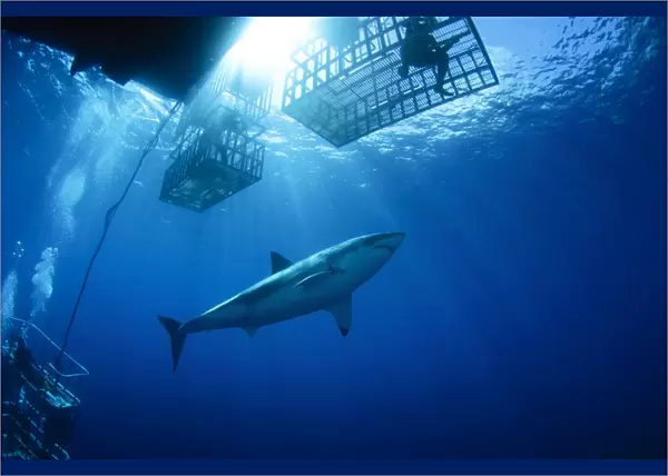 Female great white with cages, Guadalupe Island, Mexico