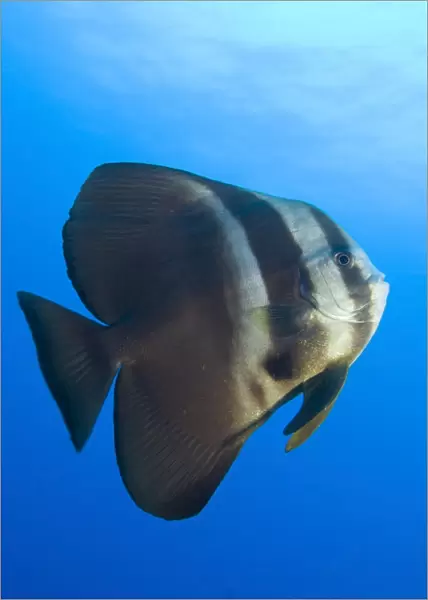 Longfin spadefish, Papua New Guinea