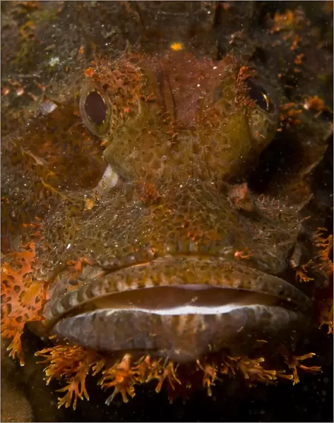 Orange and brown face of a scorpionfish, North Sulawesi, Indonesia