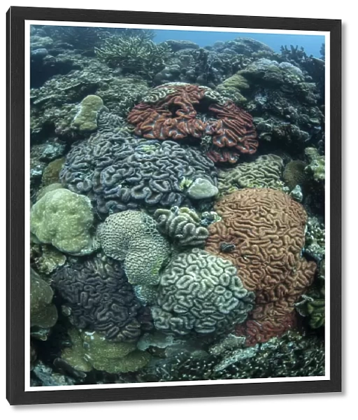 Colorful reef-building corals grow on a reef inside Palaus lagoon