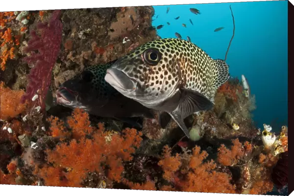 A pair of many-spotted sweetlips on a soft coral covered reef