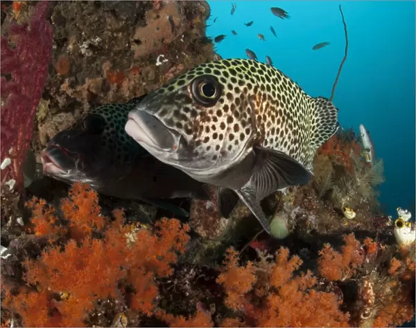 A pair of many-spotted sweetlips on a soft coral covered reef