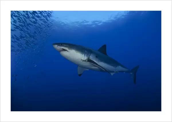 Female great white with remora, Guadalupe Island, Mexico
