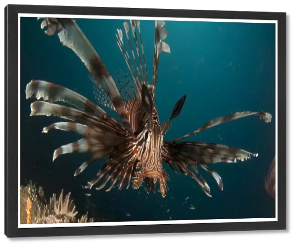 Close-up view of a lionfish. Gorontalo, Indonesia