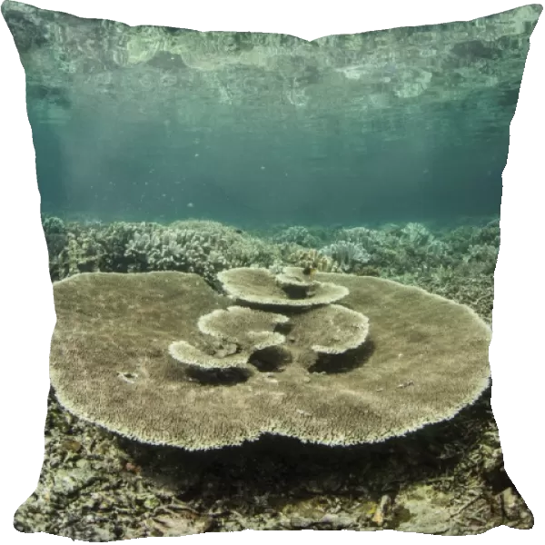 A large table coral grows on a reef in Raja Ampat, Indonesia
