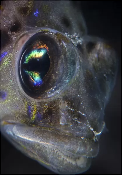 Detail of the face and eye of a goby fish