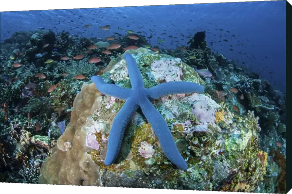 A blue starfish clings to a coral reef in Indonesia
