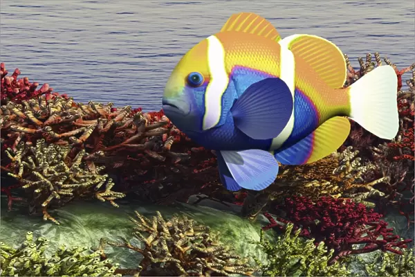 A colorful clownfish swims among the corals of an ocean reef