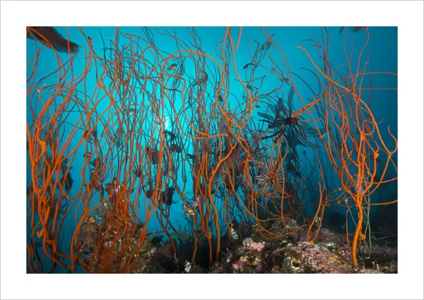 Tangle of wiry red corals with black crinoid