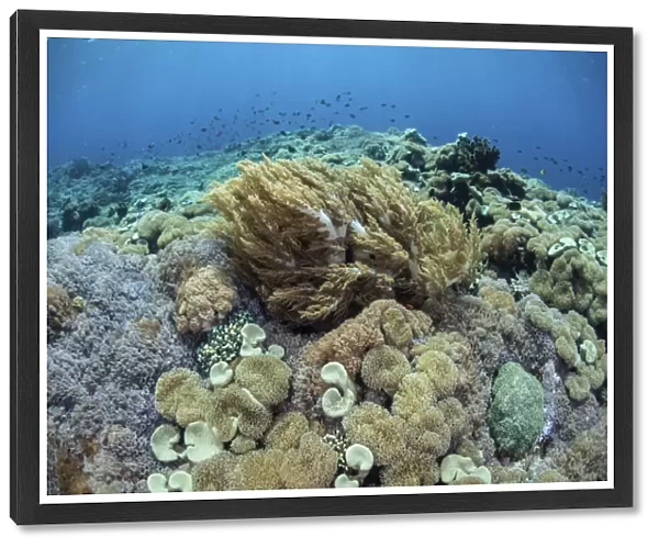 Corals compete for space to grow on a reef in Indonesia