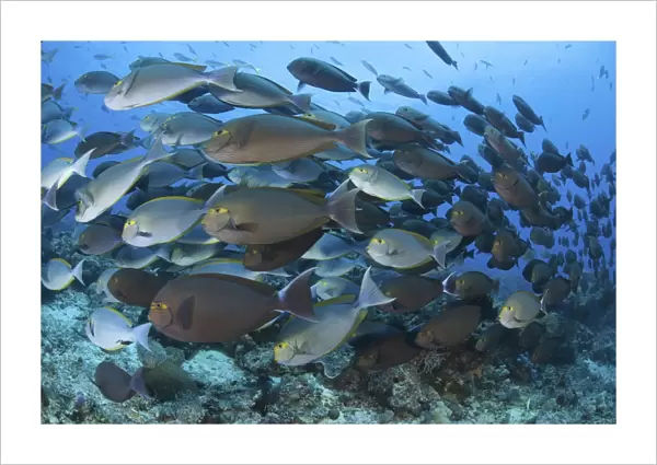 A dense school of yellowmask surgeonfish, Indonesia