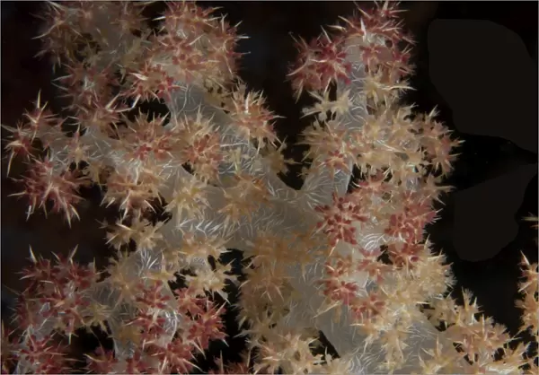 Close-up of tree coral on a Fijian reef