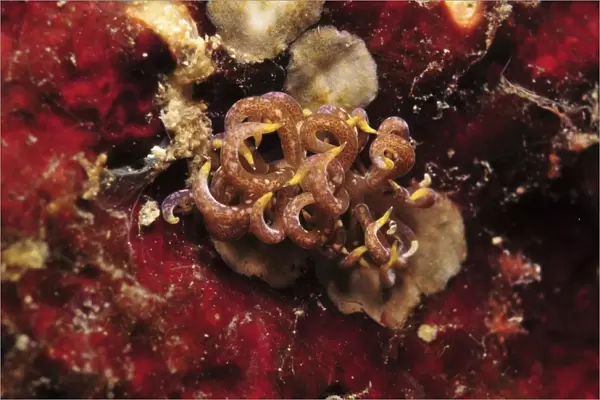 Phyllodesmium poindimiei nudibranch on red sponge, Indonesia