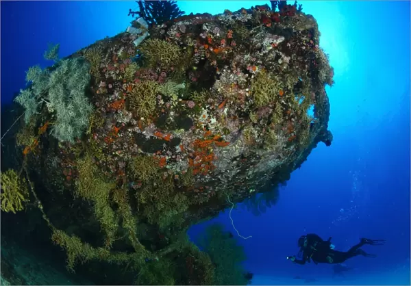 A diver under the coral encrusted stern of the Japanese Cross Wreck