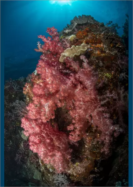 Colorful reef scene with soft coral, Cenderawasih Bay, Indonesia