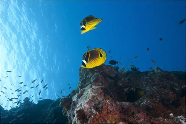A pair of racoon butterflyfish swimming in Fiji waters